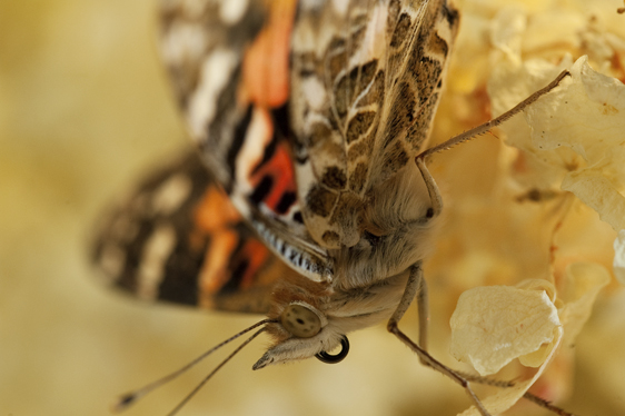 Painted Lady Butterfly