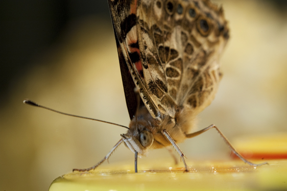 Painted Lady Butterfly