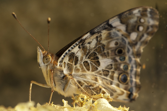 Painted Lady Butterfly