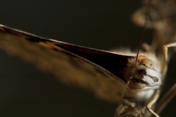 Painted Lady Butterfly